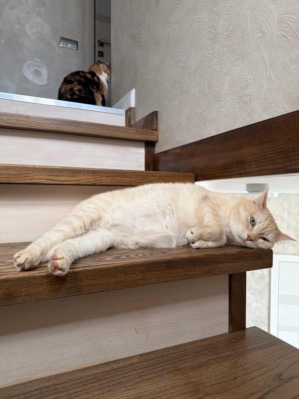 Cats spotted playing and resting on wooden structures in Russia