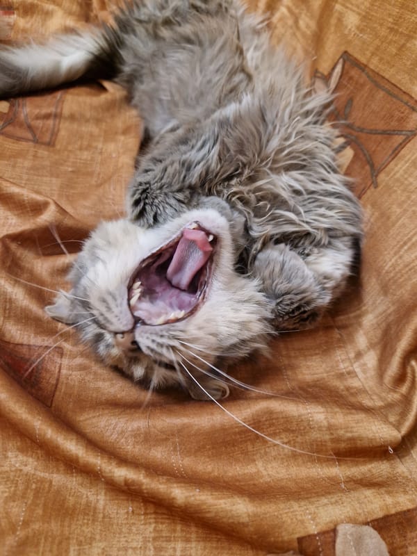Cat yawns and stretches on bed in Bulgaria