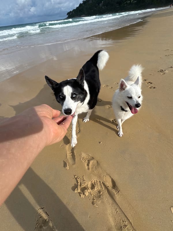 Two dogs on a quiet Karon Beach, late night walk