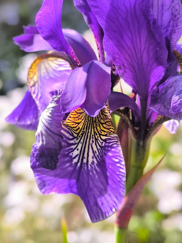 Early morning macro photography session captures flowers and pets in Lithuania