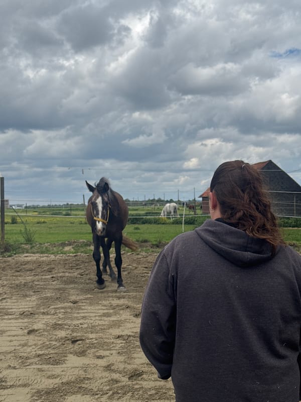 Person meets horse in Belgian paddock