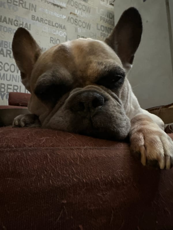 French bulldog napping and posing on a red couch in Moscow