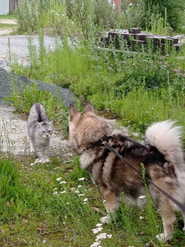 Cat, dog, mushroom, butterfly — a Degtyarsk summer morning