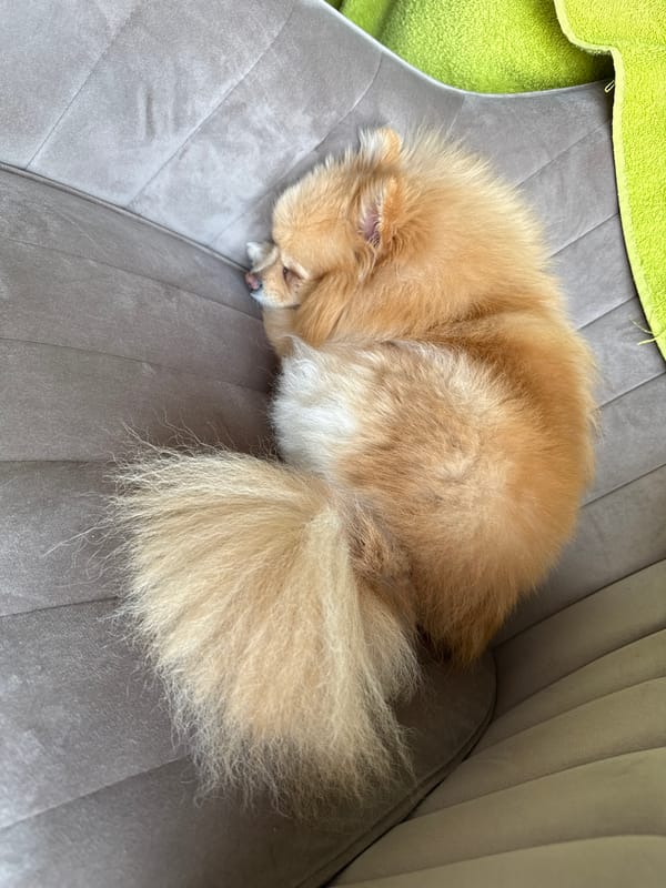 Pomeranian dog enjoys quiet morning moments with owner in Bulgaria