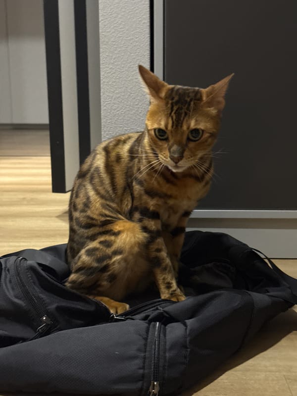 Bengal cat spotted in various spots around Moscow home