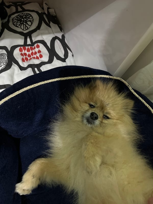 Pomeranian dog rests in plush bed in Plovdiv