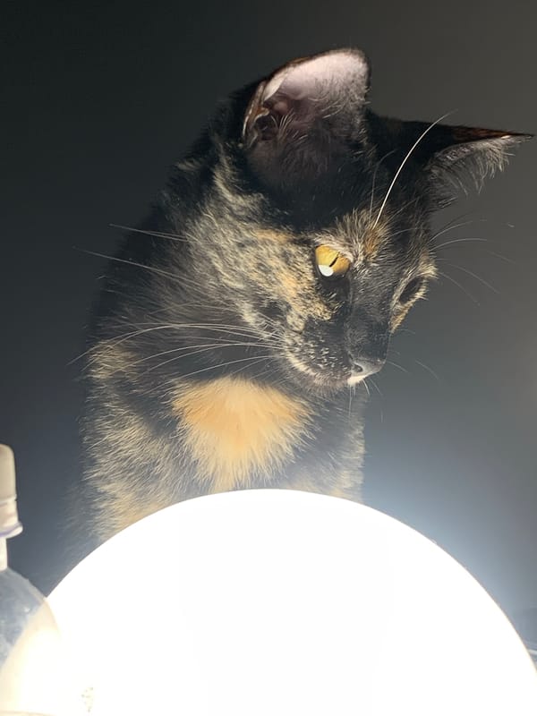 Tortoiseshell cat photographed near lamp in Buenos Aires