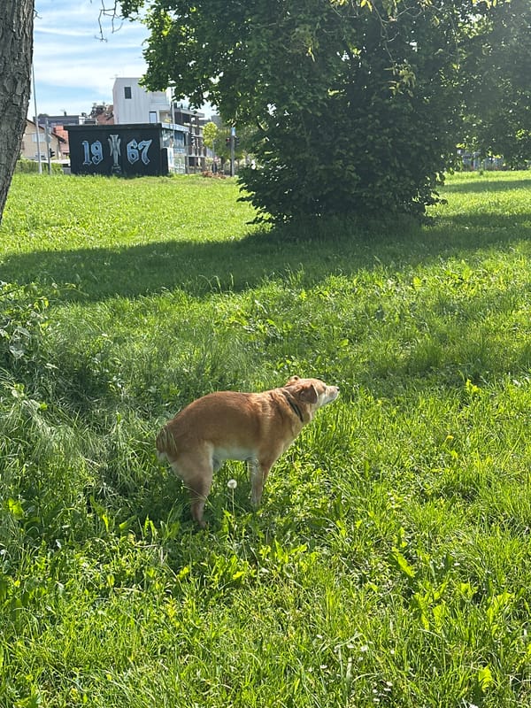 Dog rests in flower-dotted Zagreb grass near 1961 banner