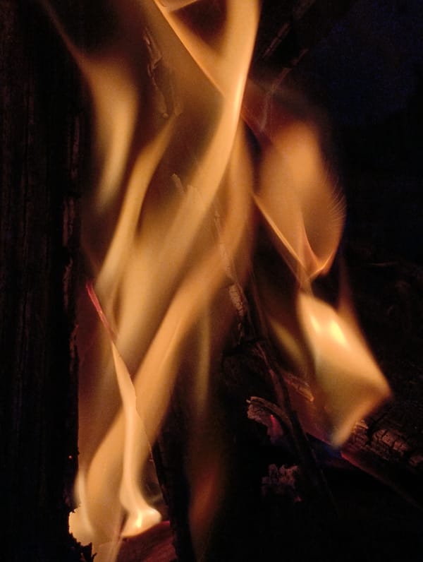Roses, cats, and campfire flames on a quiet evening