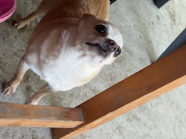 Chihuahua resting on a textured surface in Baurene, Bulgaria