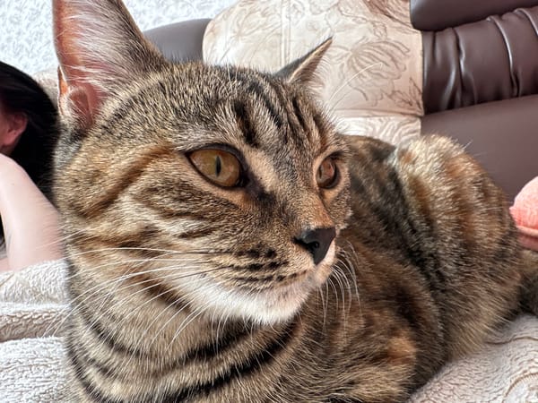 Tabby cat rests on textured surface