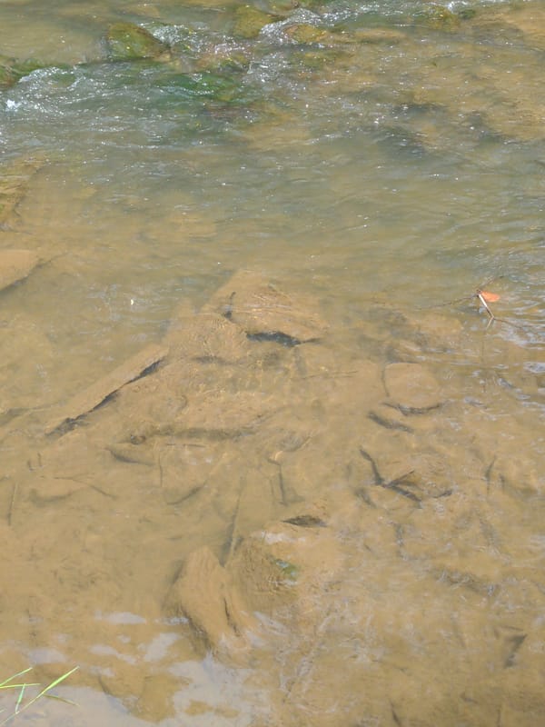 Rocky river and garden flowers in Holubyne, Ukraine