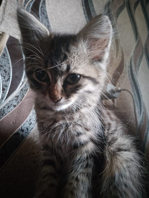 Tabby kitten up close, indoors and out