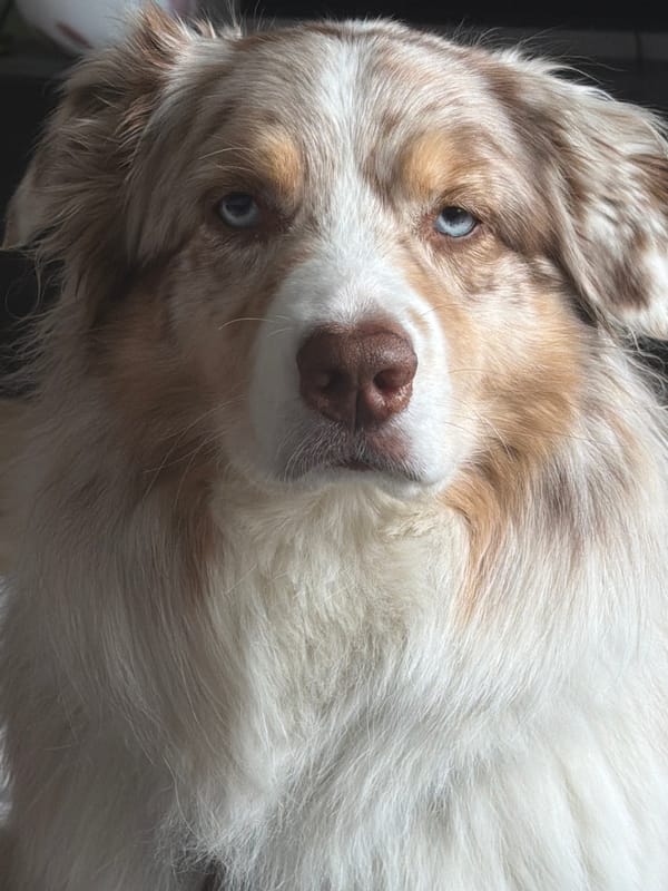 Australian Shepherd dog photographed in close-up in Laval