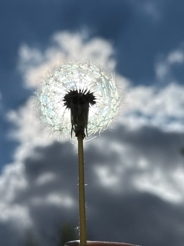 Dandelion seed head photographed against cloudy sky in Dmitrov