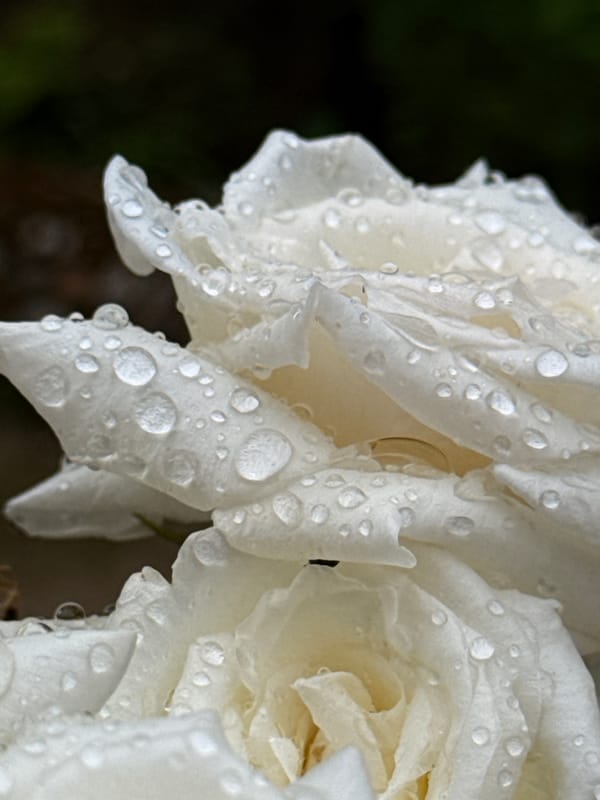 Morning dew photographed on white roses in Bulgarian village