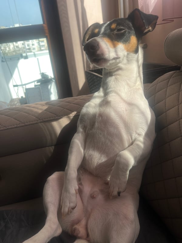 Small dog rests upside down on furniture in Varna