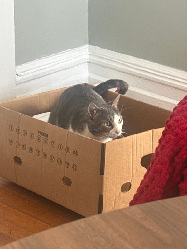 Two cats spotted in New Rochelle neighborhood evening scene