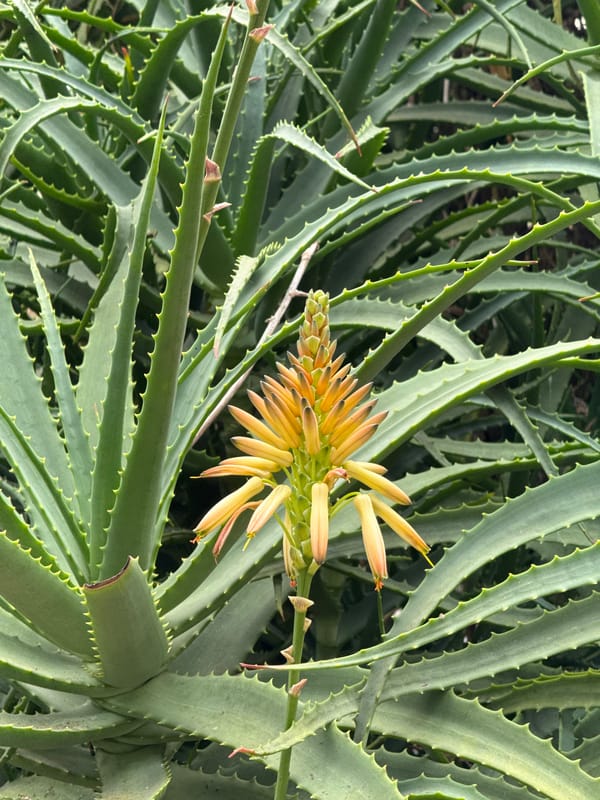 Morning walk through Candikuning forest walkway and botanical gardens