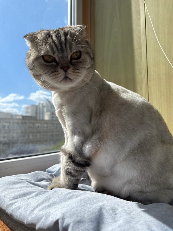 Scottish Fold cat rests with owner by window overlooking city
