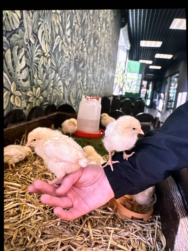 Person tends to baby chicks in Yekaterinburg