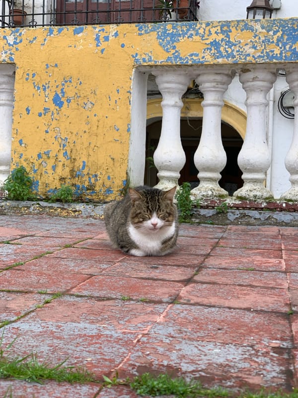 Ordinary afternoon moments captured across Tangier's streets and cafes