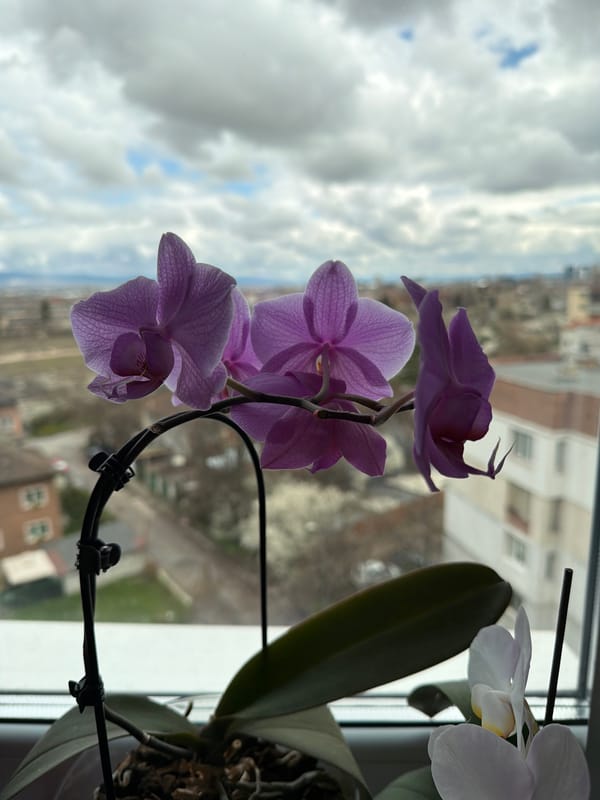 Orchid flowers photographed near window in Sofia, Bulgaria