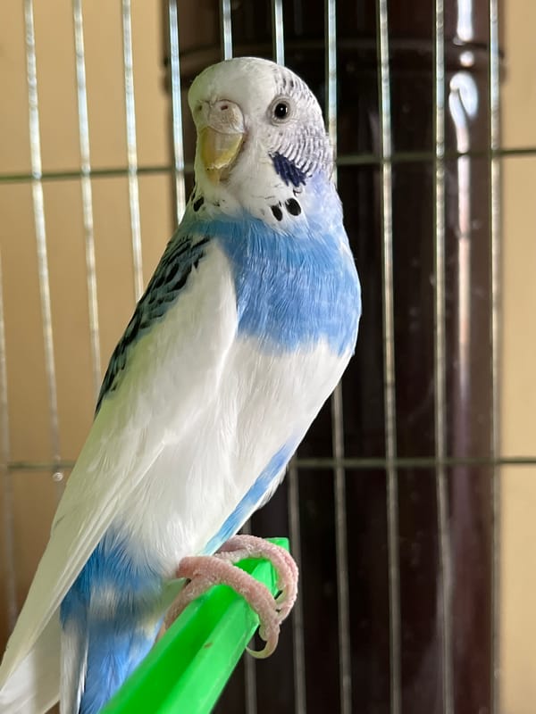 Pet budgerigars observed in cages during morning hours in Shumen