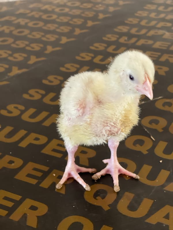 Yellow chick with splayed legs observed in Rido, Nigeria