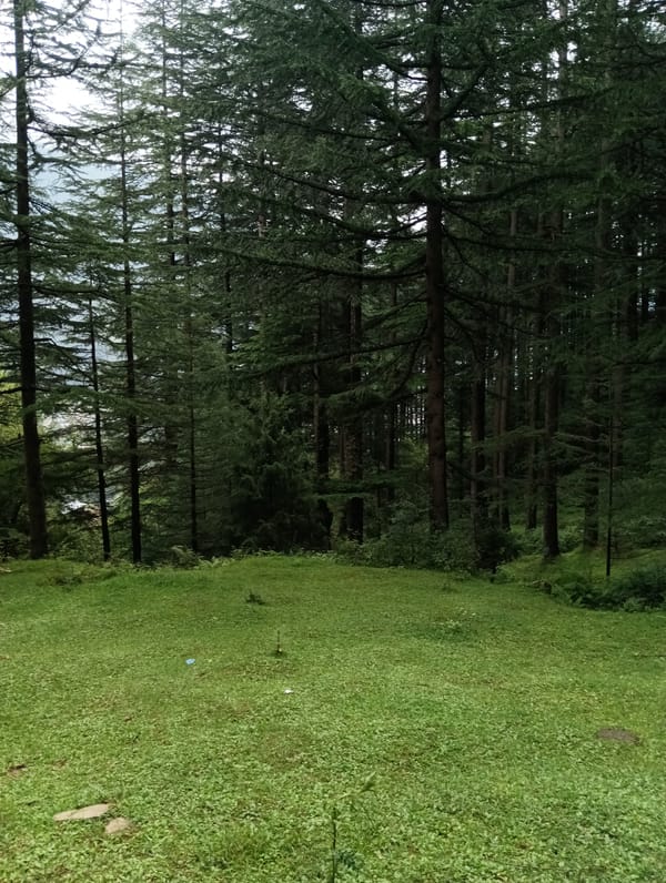 Forest meadows and a tethered calf near Manali