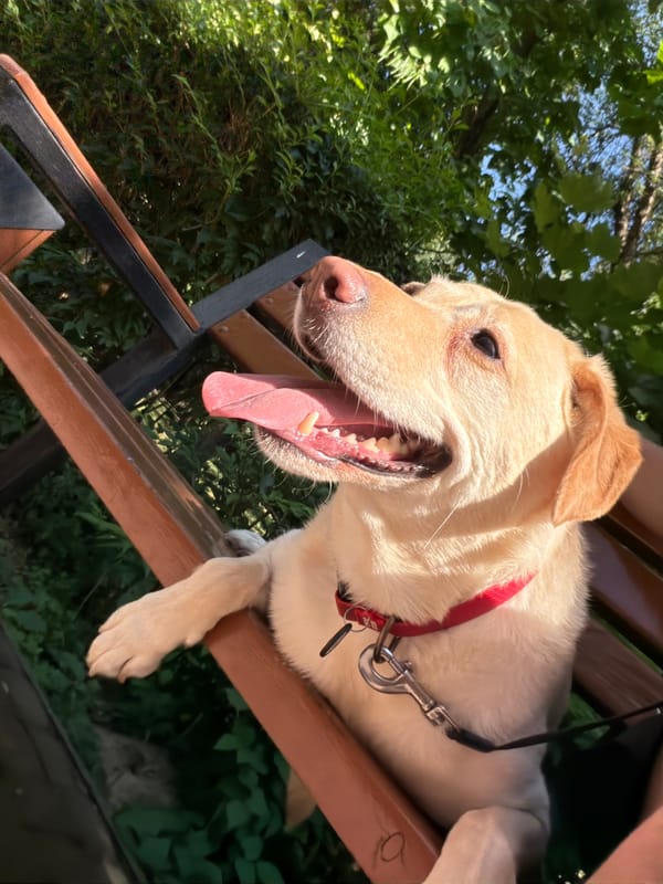 Yellow Lab on a bench in Uzhhorod, Ukraine