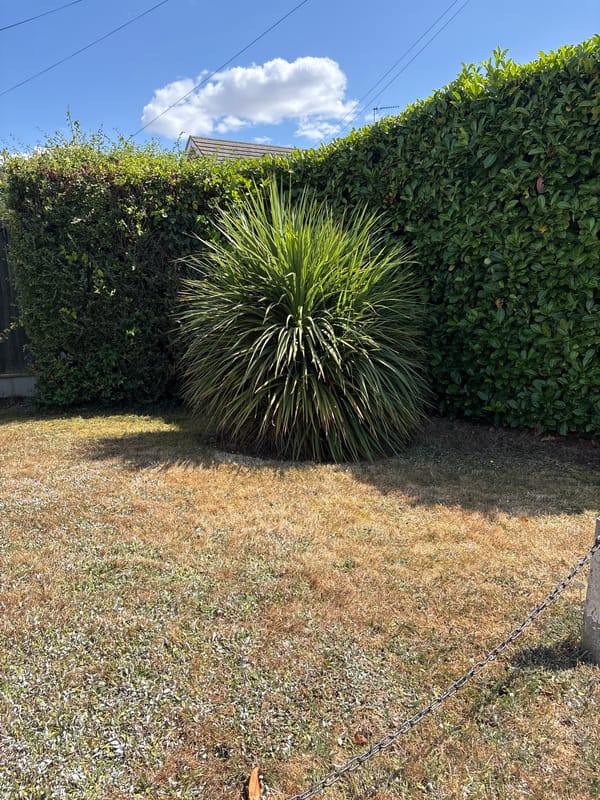 Summer greenery and street scenes in suburban Chelmsford