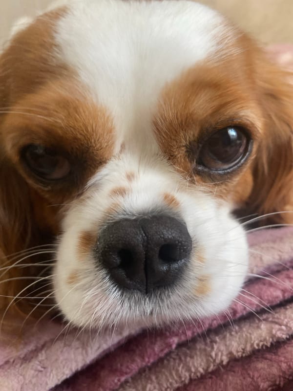 Cavalier King Charles Spaniel portrait session with tabby cat