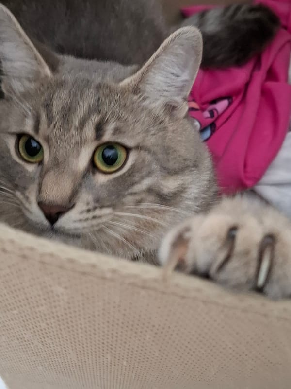 Cat photos and household objects captured in Novi Sad