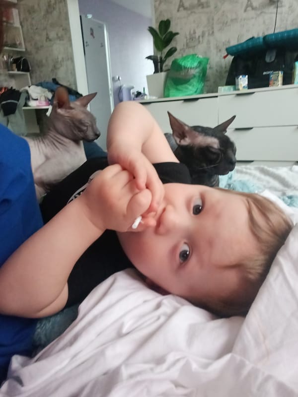 Child plays with Sphynx cats in Osa home