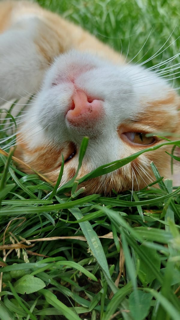 Cat rests among wildflowers in peaceful garden documentation