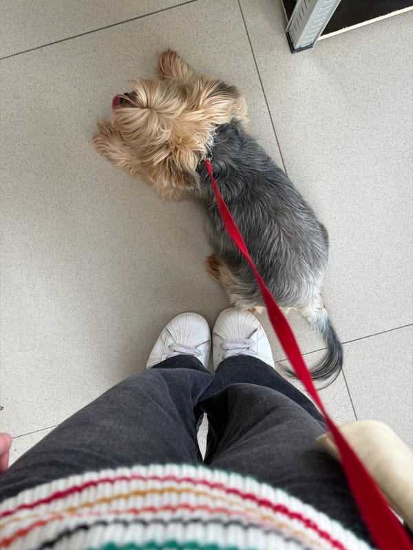 Leashed dog rests on tiled floor in Rossiyskiy, Russia