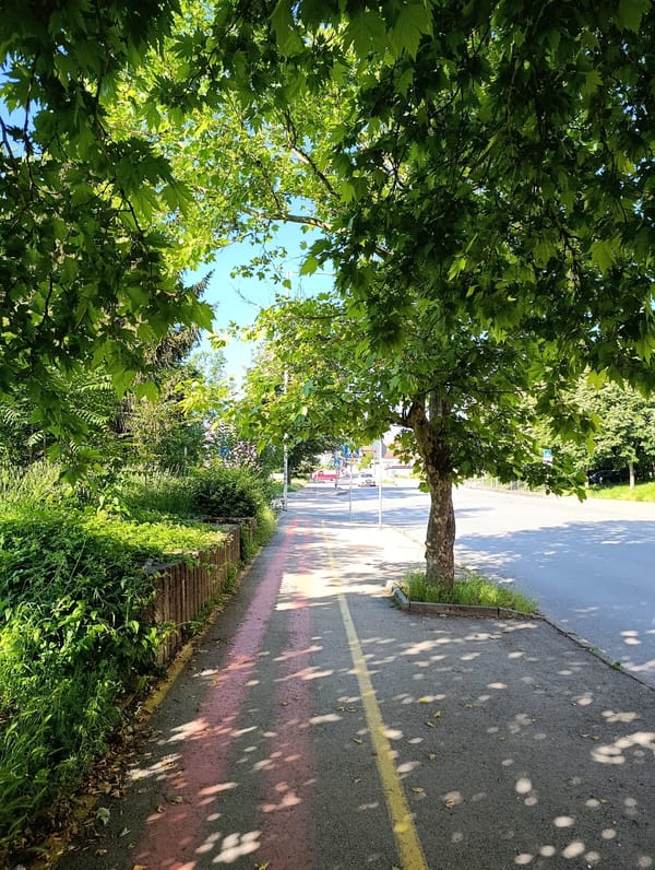 Morning walk documented through tree-lined streets in Razgrad, Bulgaria