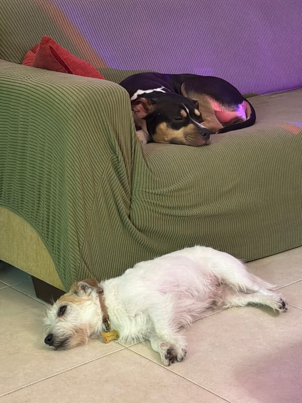 Two dogs rest peacefully indoors in Tel Aviv home