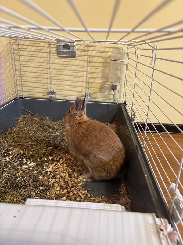 Domestic life documented in Orekhiovka featuring pet rabbit, artwork