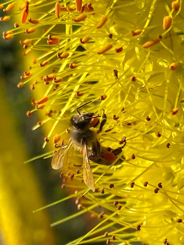 Bees, blooms, and a sleeping cat in a sun-filled garden
