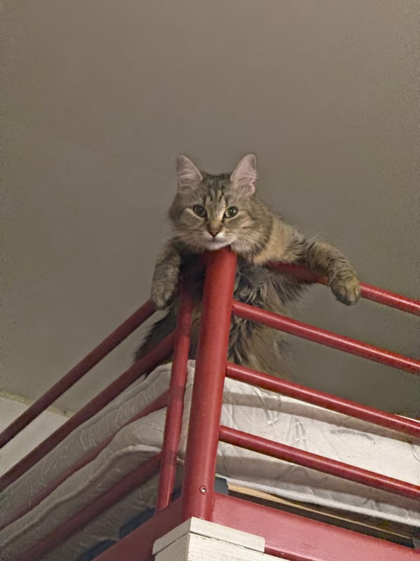 Tabby cat explores domestic spaces in Antwerp home