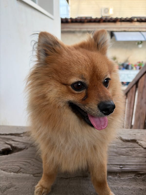 Small dog photographed with tilted head in Byala Slatina