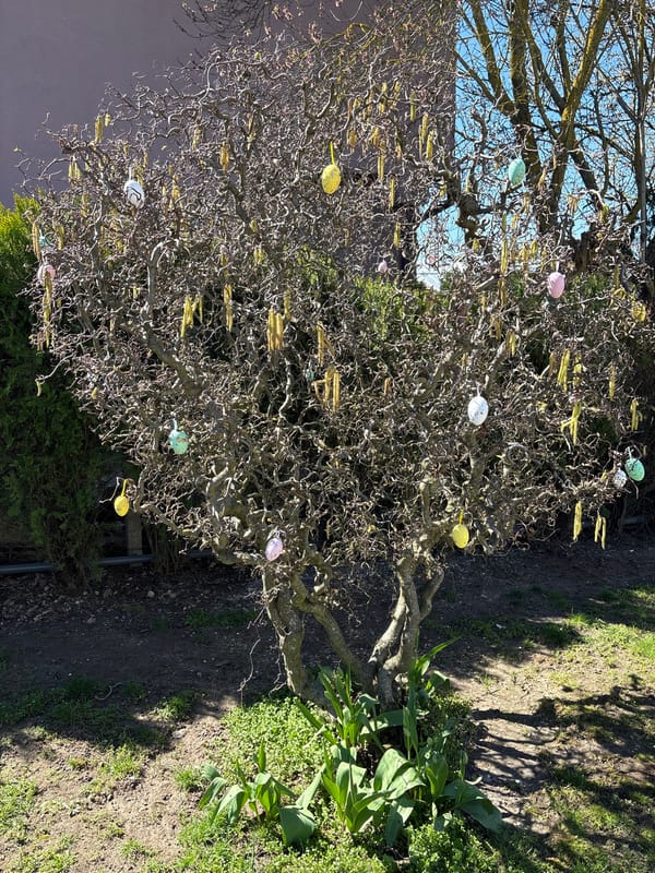 Easter-decorated hazel tree spotted in Bulgarian garden