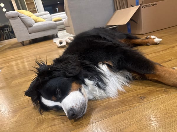 Bernese Mountain Dog rests on floor in Mexico