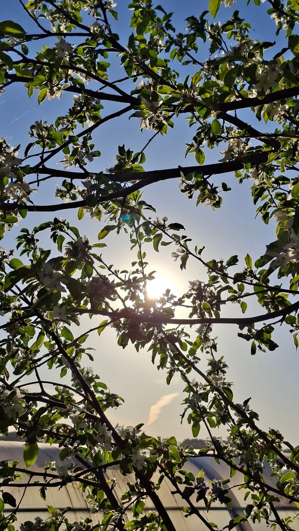 Spring afternoon under blooming tree in Russian countryside