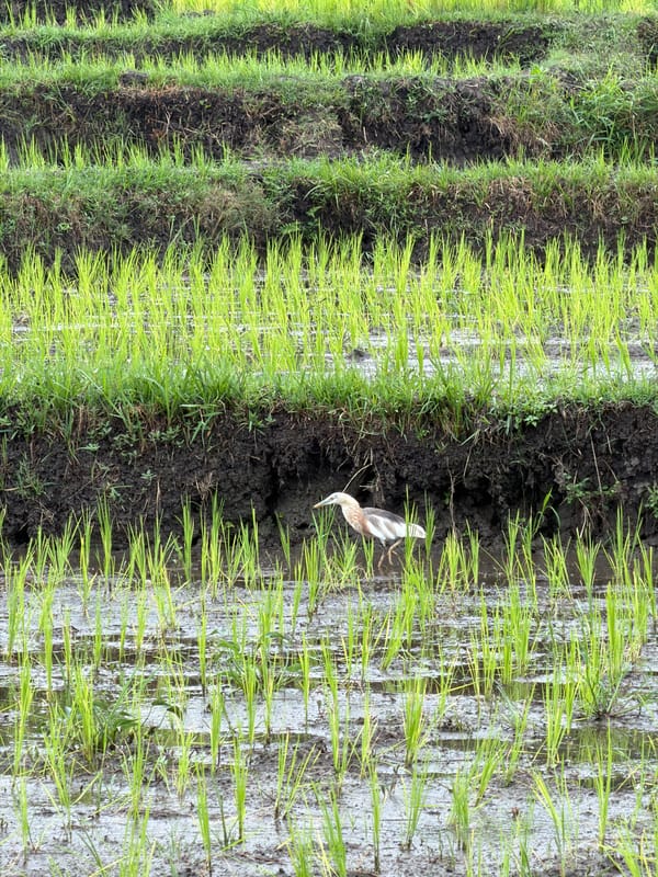 Rice paddies, roaming dogs, and everyday life in Mengwi
