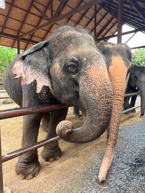 Up close with elephants at a Ko Samui sanctuary