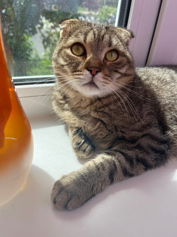 Tabby cat enjoys sunny windowsill morning in Semyonov, Russia
