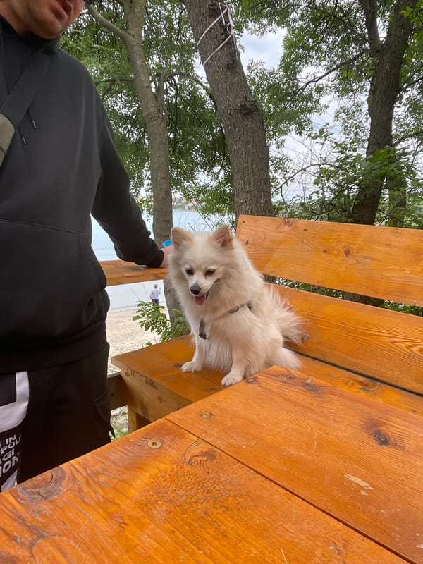 Afternoon with Pomeranian dog at Bulgarian Black Sea taverna